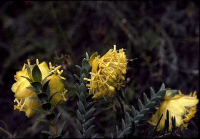 APII jpeg image of Pimelea tinctoria  © contact APII