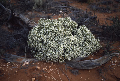 APII jpeg image of Olearia muelleri  © contact APII