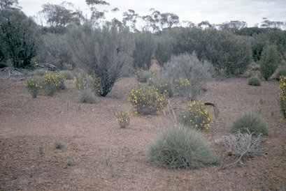 APII jpeg image of Hibbertia eatoniae  © contact APII