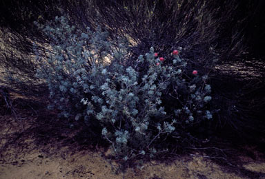 APII jpeg image of Grevillea paradoxa  © contact APII