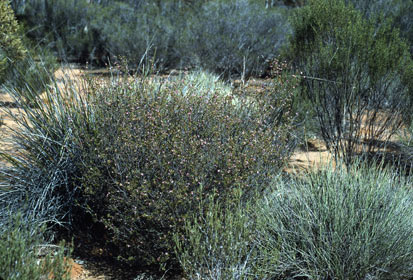 APII jpeg image of Boronia inornata subsp. leptophylla  © contact APII