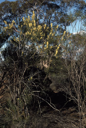 APII jpeg image of Hakea recurva subsp. recurva  © contact APII