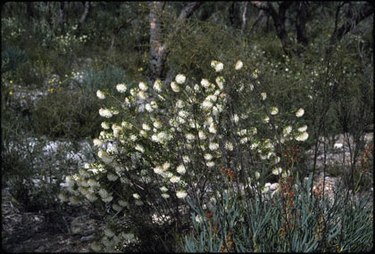 APII jpeg image of Pimelea leucantha  © contact APII