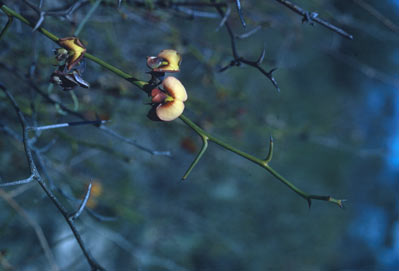 APII jpeg image of Daviesia major var.  © contact APII