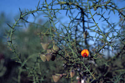 APII jpeg image of Daviesia ramosissima  © contact APII