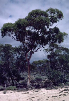 APII jpeg image of Eucalyptus calcareana  © contact APII