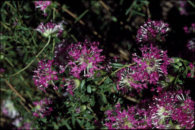 APII jpeg image of Pimelea rosea  © contact APII