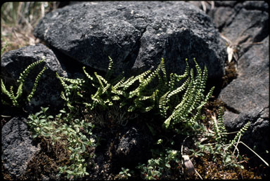 APII jpeg image of Asplenium trichomanes subsp. quadrivalens  © contact APII