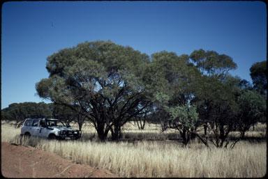 APII jpeg image of Acacia melvillei  © contact APII