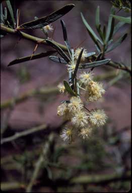 APII jpeg image of Acacia victoriae  © contact APII