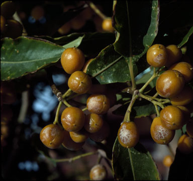 APII jpeg image of Pittosporum undulatum  © contact APII