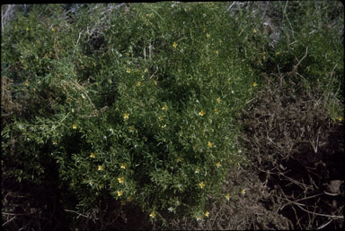 APII jpeg image of Zygophyllum billardiera  © contact APII