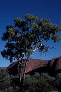 APII jpeg image of Corymbia terminalis  © contact APII