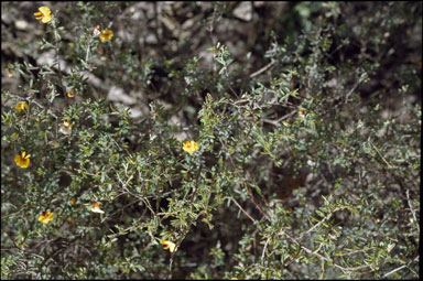 APII jpeg image of Pultenaea reflexifolia  © contact APII