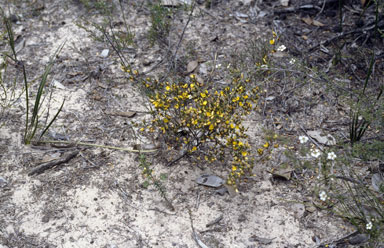 APII jpeg image of Pultenaea tenuifolia  © contact APII