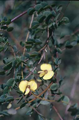 APII jpeg image of Bossiaea lenticularis  © contact APII