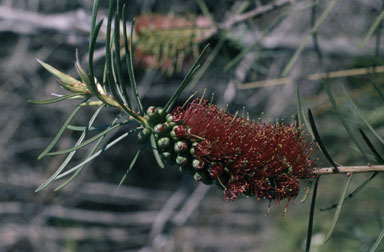 APII jpeg image of Callistemon linearis  © contact APII