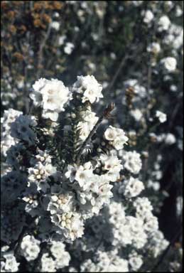 APII jpeg image of Epacris breviflora  © contact APII