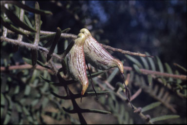 APII jpeg image of Grevillea caleyi  © contact APII