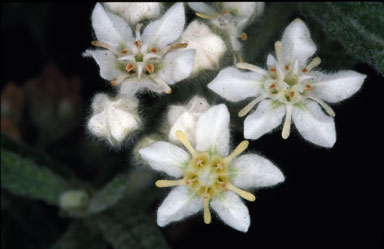 APII jpeg image of Commersonia densiflora  © contact APII