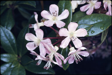 APII jpeg image of Rhododendron macgregoriae  © contact APII