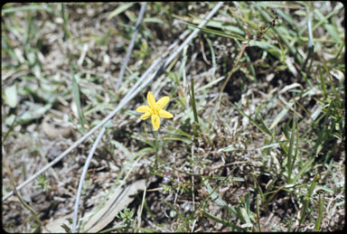 APII jpeg image of Hypoxis hygrometrica  © contact APII