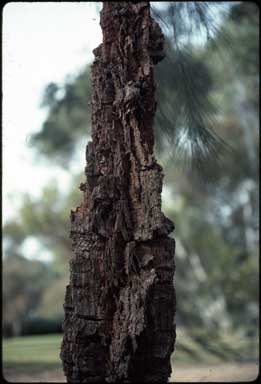 APII jpeg image of Allocasuarina torulosa  © contact APII