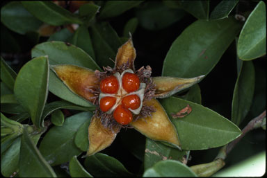 APII jpeg image of Hibbertia scandens  © contact APII