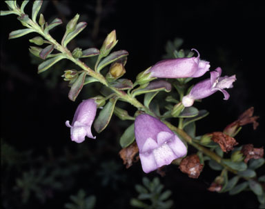 APII jpeg image of Eremophila weldii  © contact APII