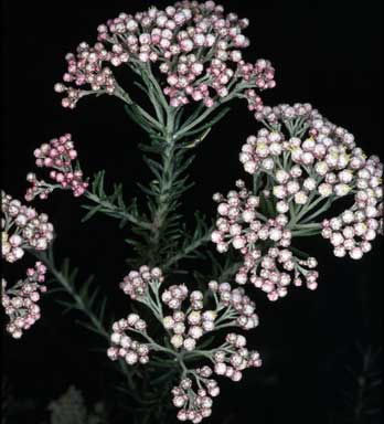 APII jpeg image of Ozothamnus diosmifolius  © contact APII