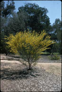 APII jpeg image of Acacia havilandiorum  © contact APII