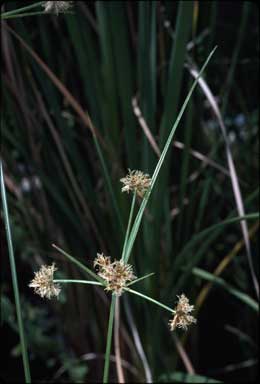 APII jpeg image of Cyperus lhotskyanus  © contact APII