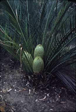 APII jpeg image of Macrozamia riedlei  © contact APII