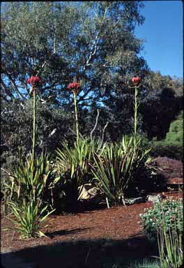 APII jpeg image of Doryanthes excelsa  © contact APII