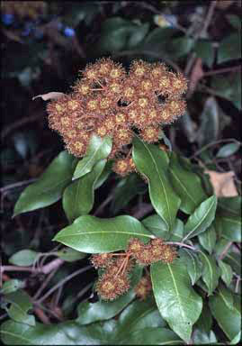 APII jpeg image of Backhousia leptopetala  © contact APII