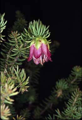 APII jpeg image of Darwinia leiostyla  © contact APII