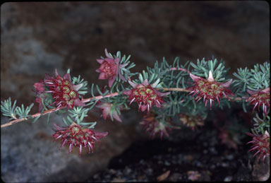 APII jpeg image of Darwinia purpurea  © contact APII