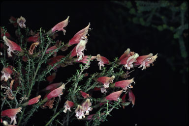 APII jpeg image of Prostanthera serpyllifolia subsp. microphylla  © contact APII