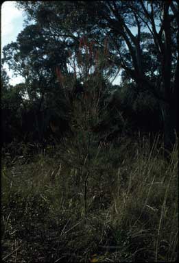 APII jpeg image of Allocasuarina diminuta subsp. diminuta  © contact APII