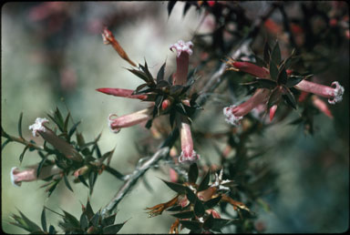 APII jpeg image of Leucopogon neo-anglicus  © contact APII