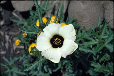 APII jpeg image of Hibiscus trionum  © contact APII