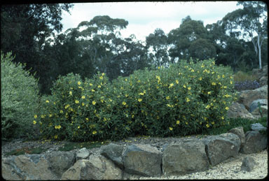 APII jpeg image of Hibbertia saligna  © contact APII