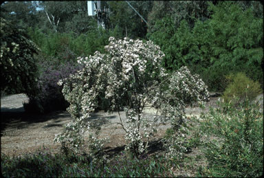 APII jpeg image of Olearia phlogoppapa var. phlogopappa  © contact APII