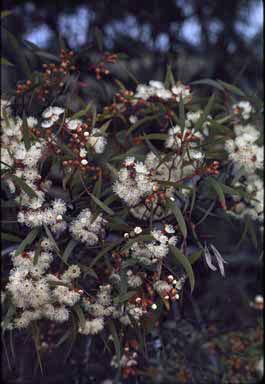 APII jpeg image of Eucalyptus calycogona subsp. trachybasis  © contact APII