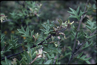 APII jpeg image of Grevillea willisii  © contact APII