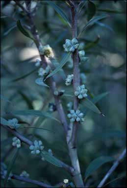 APII jpeg image of Eucalyptus deuaensis  © contact APII