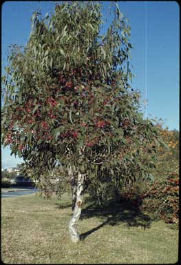 APII jpeg image of Eucalyptus leucoxylon  © contact APII