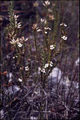 APII jpeg image of Baeckea leptocaulis  © contact APII