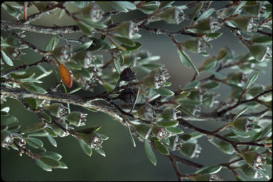 APII jpeg image of Leptospermum jingera  © contact APII