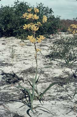 APII jpeg image of Anigozanthos pulcherrimus  © contact APII